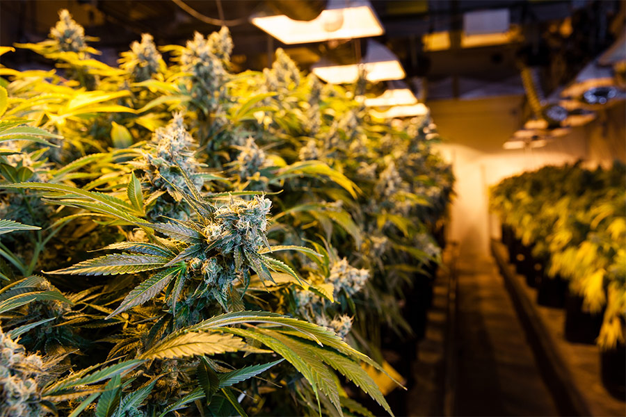medical-marijuana-growth-indoor-room-installed-plano-tx